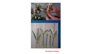Terminal Cutting
 