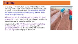 Planting
• A spacing of 20cm x 20cm is preferable and even wider
spacing, can be used. Distance between the rows of 20cm
allows 5 lines in 1m wide beds. Air movement between
the plants is improved with wide spacing 30cm x 30cm
under ordinary conditions.
• Planting schedule is very important to regulate the flower
production. Under controlled, greenhouse conditions,
carnation could be planted round the year.
• Approximately 150-180 days are required from planting
to flower under open conditions. However, under
protected conditions, its flowers can be obtained within
120-150 days depending up on the season.
 