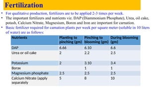 Fertilization
Nutrients Planting to
pinching (gm)
Pinching to
blooming (gm)
During blooming
(gm)
DAP 6.66 6.10 6.6
Urea or oil cake 2 2.2 2.5
Potassium 2 3.10 3.4
Borax 1 1
Magnesium phosphate 2.5 2.5 2.5
Calcium Nitrate (apply
separately
5 8 10
• For qualitative production, fertilizers are to be applied 2-3 times per week.
• The important fertilizers and nutrients viz. DAP (Diammonium Phosphate), Urea, oil cake,
potash, Calcium Nitrate, Magnesium, Boron and Iron are important for carnation.
• Basic fertilizer required for carnation plants per week per square meter (soluble in 10 liters
of water) are as follows:
 