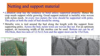 Netting and support material
• Carnation crop has the tendency to bend unless supported properly. Hence the
crop needs support while growing. Good support material is metallic wire woven
with nylon mesh. At every two meters the wire should be supported with poles.
The poles at both the ends of bed should be strong.
• Metallic wire is tied around the bed along the length with the support from
supporting poles. Across the bed, nylon wires are woven like net. For an optimum
support, an increasing width of the meshes can be used. Bottom net can be of
10x10cm, then two nets of 12.5x12.5cm and the upper most can be 15x15cm.
 