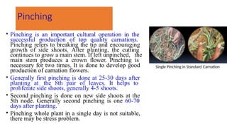 Pinching
• Pinching is an important cultural operation in the
successful production of top quality carnations.
Pinching refers to breaking the tip and encouraging
growth of side shoots. After planting, the cutting
continues to grow a main stem. If left unpinched, the
main stem produces a crown flower. Pinching is
necessary for two times. It is done to develop good
production of carnation flowers.
• Generally first pinching is done at 25-30 days after
planting at the 8th pair of leaves. It helps to
proliferate side shoots, generally 4-5 shoots.
• Second pinching is done on new side shoots at the
5th node. Generally second pinching is one 60-70
days after planting.
• Pinching whole plant in a single day is not suitable,
there may be stress problem.
Single Pinching in Standard Carnation
 