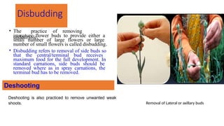 Disbudding
• The practice of removing
undesirable
immature flower buds to provide either a
small number of large flowers or large
number of small flowers is called disbudding.
Removal of Lateral or axillary buds
• Disbudding refers to removal of side buds so
that the central/terminal bud receives
maximum food for the full development. In
standard carnations, side buds should be
removed where as in spray carnations, the
terminal bud has to be removed.
Deshooting
Deshooting is also practiced to remove unwanted weak
shoots.
 