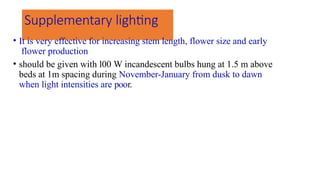 Supplementary lighting
• It is very effective for increasing stem length, flower size and early
flower production
• should be given with l00 W incandescent bulbs hung at 1.5 m above
beds at 1m spacing during November-January from dusk to dawn
when light intensities are poor.
 