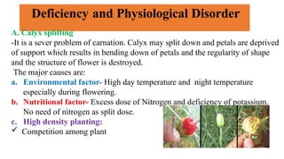 Deficiency and Physiological Disorder
A. Calyx splitting
-It is a sever problem of carnation. Calyx may split down and petals are deprived
of support which results in bending down of petals and the regularity of shape
and the structure of flower is destroyed.
The major causes are:
a. Environmental factor- High day temperature and night temperature
especially during flowering.
b. Nutritional factor- Excess dose of Nitrogen and deficiency of potassium.
No need of nitrogen as split dose.
c. High density planting:
 Competition among plant
 