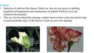 Control
• Selection of cultivars like Epson, Palmir etc. that are less prone to splitting,
regulation of temperature and maintenance of optimal fertilizer level can
minimize this disorder.
• This can also be reduced by placing a rubber band or 6mm wide clear plastic tape
is used around the calyx of the flowers which are just start opening.
 
