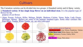 Cultivars
The Carnation varieties can be divided into two groups: i) Standard variety and ii) Spray variety.
i) Standard variety: It has single large flower on an individual stem. It is the popular type of
flower for the
purpose of cut flower.
• Algar, Fuente, Falicon, Killer, Malaga, Delphi, Madame Colette, Varna, Solar, Lady Green,
Domingo, Master, Baltico are some of the popular standard types. Some other varieties like
Pink Dona, Tundra, White Tundra etc. are also cultivated.
Domingo Master Baltico
Algar Fuente Falicon
Some varieties grown in Nepal are:
Red flower ones: Corsa, Nelson, Pamploma, Eskimo
White flower ones: White liberty, Lisa, Hydra
Yellow: Salamanca, Corona, Liberty, Helix
(orange)
Pink flower: Alergo, Pink nelson
 