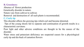 B. Grassiness:
Absence of flower production
Genetically disorder in nature.
Nature vary from cultivar to cultivar.
Removal and destruction of all such plants is recommended.
C. Curly tip
This disorder affects the growing tips which curl and become distorted.
Tips of the young shoots fail to separate and continuation of growth results in a
characteristic curvature.
Poor light and other adverse conditions are thought to be the causes of the
disorder.
Water stress and potassium deficiency are suspected causes for a physiological
curly tip and die-back of carnation flowers
 