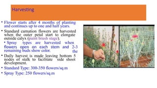 Harvesting
• Flower starts after 4 months of planting
and continues up to one and half years.
• Standard carnation flowers are harvested
when the outer petal start to elongate
outside calyx (paint brush stage).
flowers open on each stem and
• Spray types are harvested when
2-3
the
remaining buds show color.
• Daily harvest is made leaving bottom 5
nodes of stalk to facilitate side shoot
development.
• Standard Type: 300-350 flowers/sq.m
• Spray Type: 250 flowers/sq.m
 
