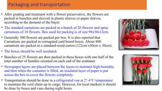 Packaging and transportation
• After grading and treatment with a flower preservative, the flowers are
packed in bunches and sleeved in plastic sleeves or paper sleeves,
according to the demand of the buyer.
• The standard carnations are packed in a bunch of 20 flowers and spray
carnations of 10 flowers. Box used for packing is of size 98x30x12cm.
• Generally 300 flowers are packed per box. It is also reported that
Carnations are packed in corrugated card board boxes. About 800
carnations are packed in a standard-sized carton (122cm x50cm x 30cm).
• The boxes should be well insulated.
• Bunches of 25 flowers are then packed in these boxes with one half of the
total number of bundles oriented on each end of the container.
• Newspaper layers are placed between the layers to maintain high humidity
and then when the container is filled, an insulated layer of paper is put
across the box to cover the flowers completely.
• Transportation should be done in a refrigerated van at 2°-4°C temperature
to maintain the cool chain up to cargo. However, for local markets it should
be done by buses and vans during night hours.
 
