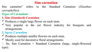 Sim carnation
Sim carnation” refers to the Standard Carnation (Dianthus
caryophyllus).
Types of Carnations
1. Sim (Standard) Carnation
 Produces a single large flower on each stem.
 Very popular in the cut flower industry for bouquets and
arrangements.
2. Spray Carnation
 Produces multiple smaller flowers on each stem.
 Mostly used for decorative floral arrangements.
✅ So, Sim Carnation = Standard Carnation (large, single-flowered
type).
 