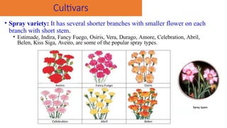 Cultivars
• Spray variety: It has several shorter branches with smaller flower on each
branch with short stem.
• Estimade, Indira, Fancy Fuego, Osiris, Vera, Durago, Amore, Celebration, Abril,
Belen, Kiss Siga, Aveiro, are some of the popular spray types.
Aveiro Fancy Fuego Osiris
Celebration Abril Belen
 