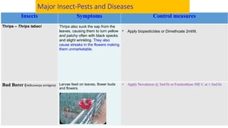 Insects Symptoms Control measures
Thrips – Thrips tabaci Thrips also suck the sap from the
leaves, causing them to turn yellow
and patchy often with black specks
and slight wrinkling. They also
cause streaks in the flowers making
them unmarketable.
• Apply biopesticides or Dimethoate 2ml/lit.
Bud Borer (Helicoverpa armigera) Larvae feed on leaves, flower buds
and flowers.
• Apply Novaluron @ 3ml/lit or Fenitrothion 50E C at 1.5ml/lit.
Major Insect-Pests and Diseases
 