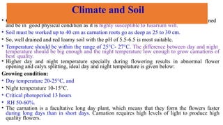 • Carnation can be successfully grown in any type of soil but the soil should be well drained
and be in good physical condition as it is highly susceptible to fusarium wilt.
• Soil must be worked up to 40 cm as carnation roots go as deep as 25 to 30 cm.
• So, well drained and red loamy soil with the pH of 5.5-6.5 is most suitable.
• Temperature should be within the range of 25°C- 27°C. The difference between day and night
temperature should be big enough and the night temperature low enough to grow carnations of
best quality.
• Higher day and night temperature specially during flowering results in abnormal flower
opening and calyx splitting, ideal day and night temperature is given below:
Growing condition:
• Day temperature 20-25°C, and
• Night temperature 10-15°C.
• Critical photoperiod 13 hours
• RH 50-60%.
• The carnation is a facultative long day plant, which means that they form the flowers faster
during long days than in short days. Carnation requires high levels of light to produce high
quality flowers.
Climate and Soil
 