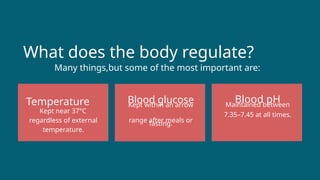 What does the body regulate?
Many things,but some of the most important are:
Blood glucose
Kept within an arrow
range after meals or
fasting.
Temperature Blood pH
Maintained between
7.35–7.45 at all times.
Kept near 37°C
regardless of external
temperature.
 