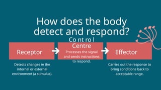 How does the body
detect and respond?
Co nt ro l
Centre
Processes the signal
and sends instructions
to respond.
Receptor Effector
Detects changes in the
internal or external
environment (a stimulus).
Carries out the response to
bring conditions back to
acceptable range.
 