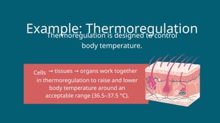 Example: Thermoregulation
Thermoregulation is designed to control
body temperature.
Cells → tissues organs work together
→
in thermoregulation to raise and lower
body temperature around an
acceptable range (36.5–37.5 °C).
 