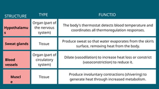 STRUCTURE TYPE FUNCTIO
N
Muscl
e
Blood
vessels
Sweat glands Tissue
Tissue
Organ (part of
the nervous
system)
Hypothalamu
s
Organ (part of
circulatory
system)
Produce involuntary contractions (shivering) to
generate heat through increased metabolism.
The body's thermostat detects blood temperature and
coordinates all thermoregulation responses.
Dilate (vasodilation) to increase heat loss or constrict
(vasoconstriction) to reduce it.
Produce sweat so that water evaporates from the skin’s
surface, removing heat from the body.
 