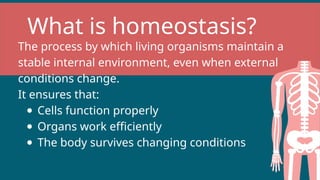 What is homeostasis?
The process by which living organisms maintain a
stable internal environment, even when external
conditions change.
It ensures that:
Cells function properly
Organs work efficiently
The body survives changing conditions
 