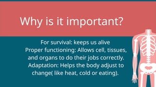 Why is it important?
For survival: keeps us alive
Proper functioning: Allows cell, tissues,
and organs to do their jobs correctly.
Adaptation: Helps the body adjust to
change( like heat, cold or eating).
 