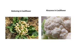 Buttoning in Cauliflower Riceyness in Cauliflower
 