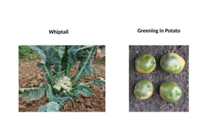 Whiptail Greening in Potato
 
