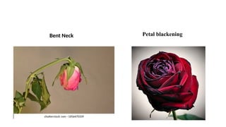Bent Neck Petal blackening
 