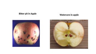 Bitter pit in Apple Watercore in apple
 