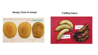 Spongy tissue in mango Chilling Injury
 