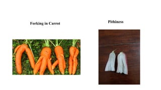 Forking in Carrot Pithiness
 