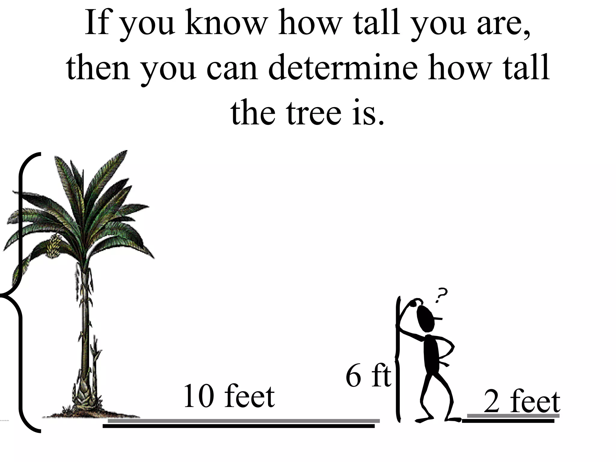 If you know how tall you are, then you can determine how tall the tree is. 10 feet 2 feet 6 ft 