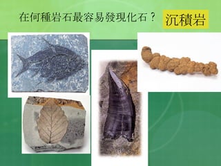 在何種岩石最容易發現化石 ?   沉積岩 