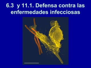 6.3 y 11.1. Defensa contra las
enfermedades infecciosas
 