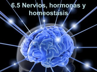 6.5 Nervios, hormonas y
      homeostasis
 