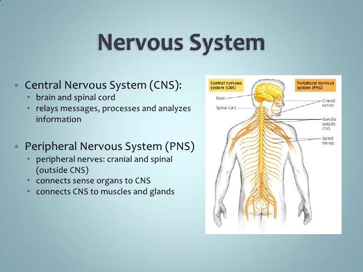 nervous system powerpoint