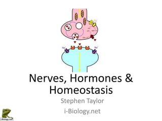 Nerves, Hormones &
Homeostasis
Stephen Taylor
i-Biology.net
 