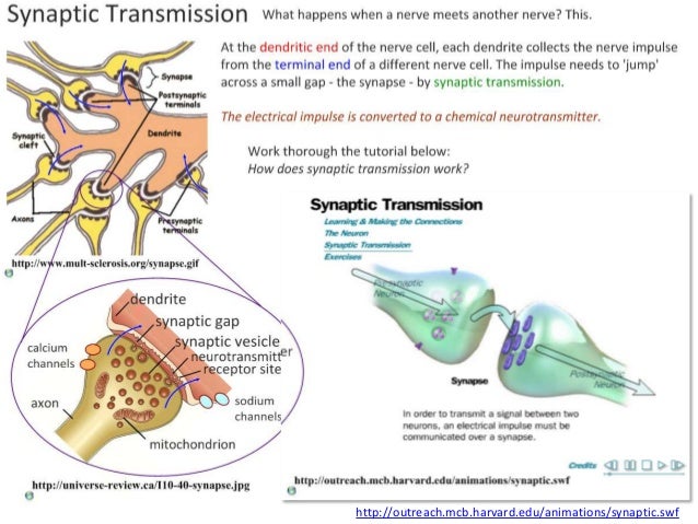 6.5 Nerves, Hormones and Homeostasis