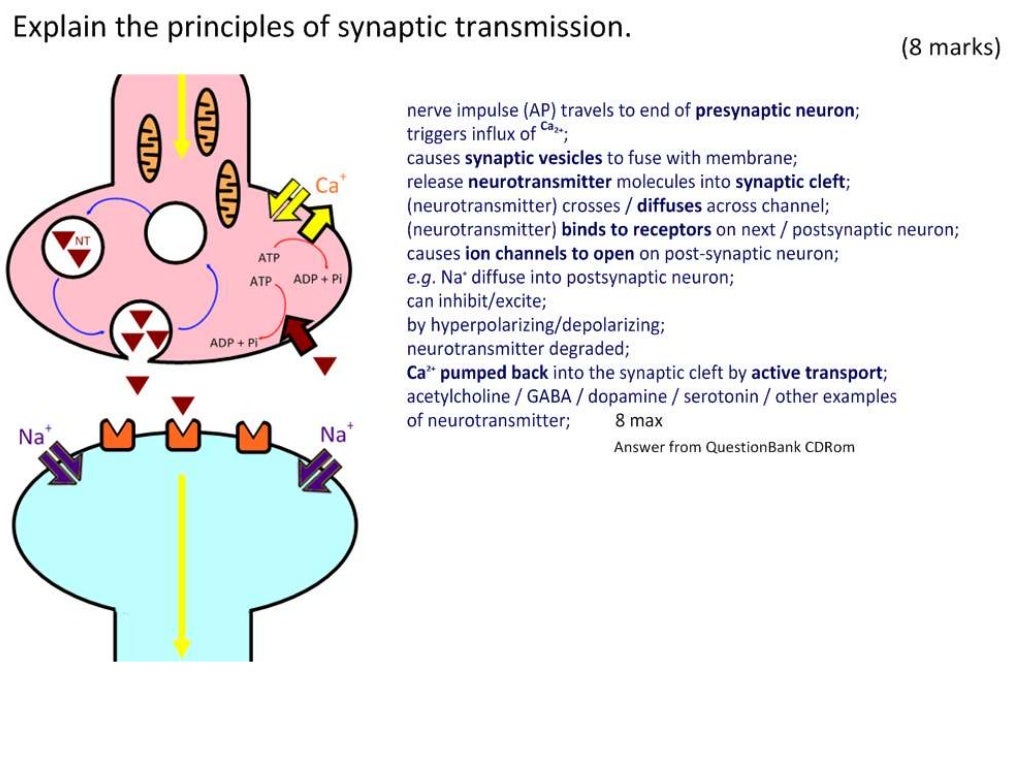 6.5 Nerves, Hormones and Homeostasis