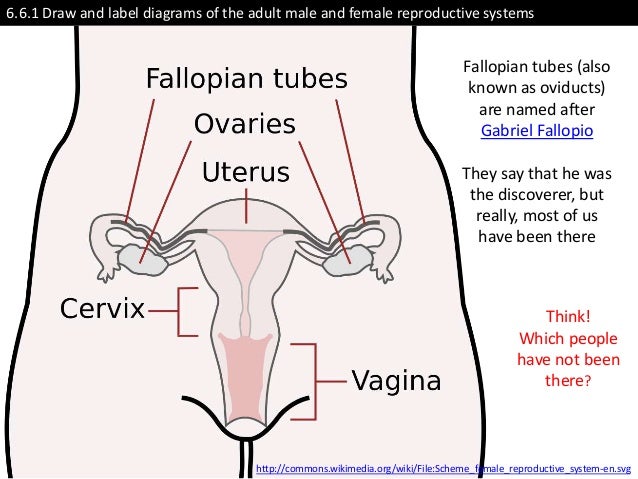 Ib Biology Core 6 6 Reproduction