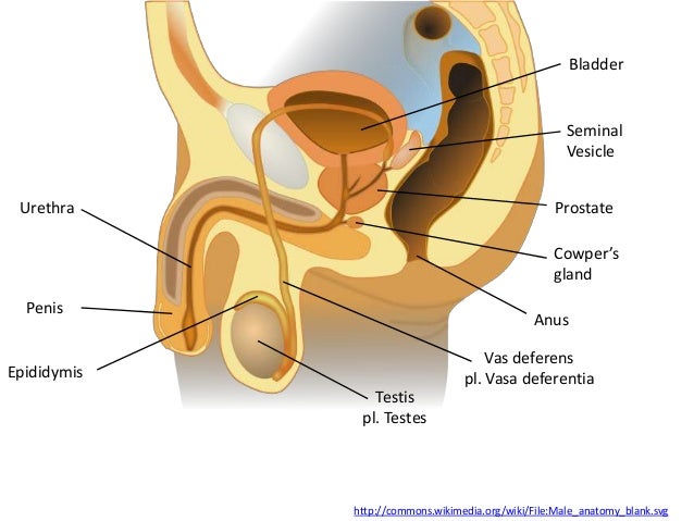 Ib Biology Core 6 6 Reproduction