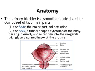 Anatomy 
• The urinary bladder is a smooth muscle chamber 
composed of two main parts: 
– (1) the body, the major part, co...
