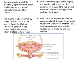 • On the posterior wall of the 
bladder, lying immediately above 
the bladder neck, is a small 
triangular area called the...