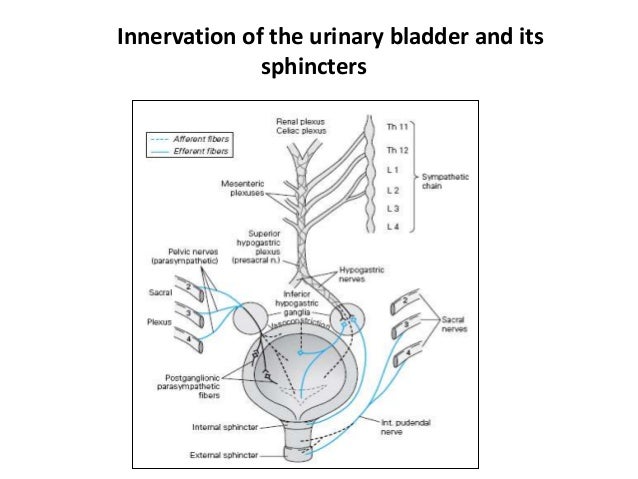 Bladder disorders(neurogenic)