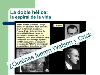 La doble hélice: la espiral de la vida ¿Quiénes fueron Watson y Crick 