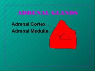 ADRENAL GLANDS
Adrenal Cortex
Adrenal Medulla
 