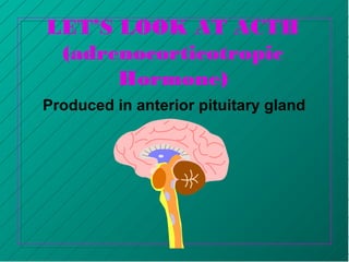 LET’S LOOK AT ACTH
(adrenocorticotropic
Hormone)
Produced in anterior pituitary gland
 