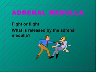 ADRENAL MEDULLA
Fight or flight
What is released by the adrenal
medulla?
 