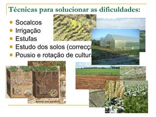 Técnicas para solucionar as dificuldades: Socalcos Irrigação Estufas Estudo dos solos (correcção dos solos) Pousio e rotação de culturas Arranjo dos socalcos 
