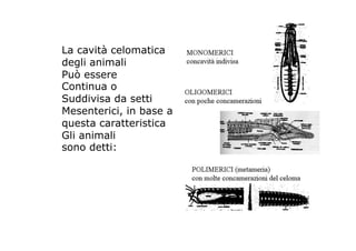 La cavità celomatica
degli animali
Può essere
Continua o
Suddivisa da setti
Mesenterici, in base a
questa caratteristica
Gli animali
sono detti:
 