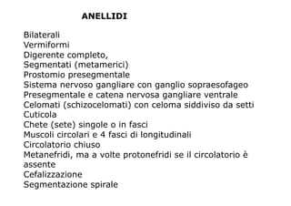 ANELLIDI

Bilaterali
Vermiformi
Digerente completo,
Segmentati (metamerici)
Prostomio presegmentale
Sistema nervoso gangliare con ganglio sopraesofageo
Presegmentale e catena nervosa gangliare ventrale
Celomati (schizocelomati) con celoma siddiviso da setti
Cuticola
Chete (sete) singole o in fasci
Muscoli circolari e 4 fasci di longitudinali
Circolatorio chiuso
Metanefridi, ma a volte protonefridi se il circolatorio è
assente
Cefalizzazione
Segmentazione spirale
 