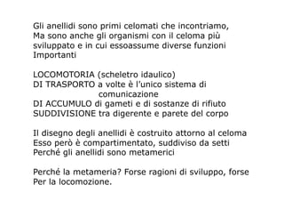 Gli anellidi sono primi celomati che incontriamo,
Ma sono anche gli organismi con il celoma più
sviluppato e in cui essoassume diverse funzioni
Importanti

LOCOMOTORIA (scheletro idaulico)
DI TRASPORTO a volte è l’unico sistema di
             comunicazione
DI ACCUMULO di gameti e di sostanze di rifiuto
SUDDIVISIONE tra digerente e parete del corpo

Il disegno degli anellidi è costruito attorno al celoma
Esso però è compartimentato, suddiviso da setti
Perché gli anellidi sono metamerici

Perché la metameria? Forse ragioni di sviluppo, forse
Per la locomozione.
 